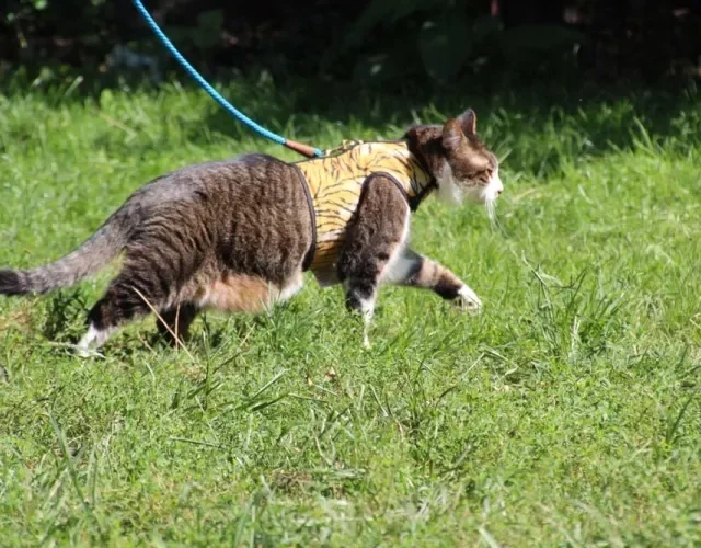 Na hora do passeio, a recomendação é utilizar uma coleira peitoral para gatos do modelo