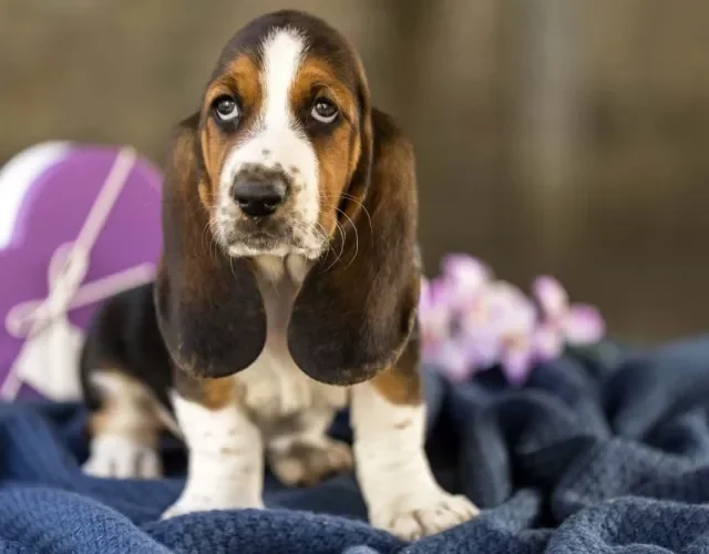 Basset Hound filhote em pé olhando para frente