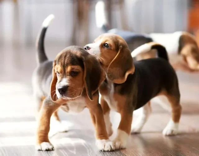 Filhotes de Beagle brincando