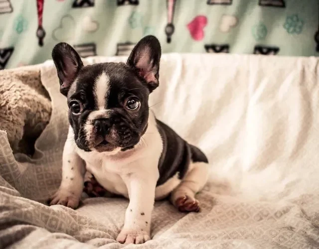 Bulldog Francês sentado na cama