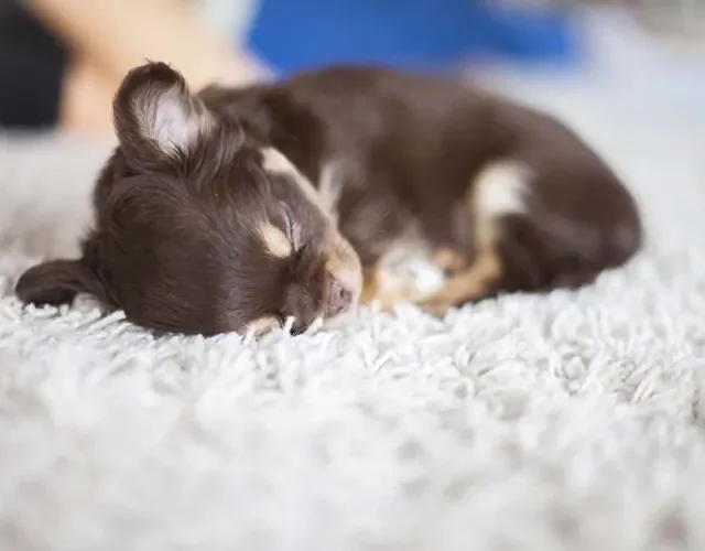Filhote de Chihuahua dormindo
