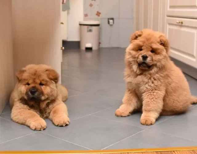 Dois Chow Chows filhotes