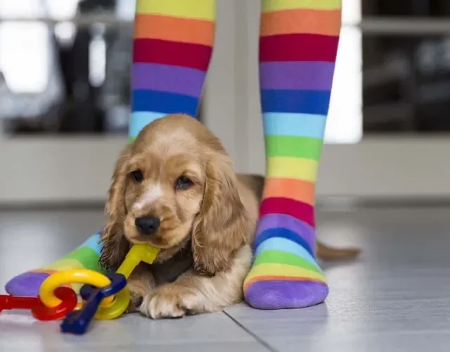 Cocker Spaniel filhote debaixo das pernas da dona