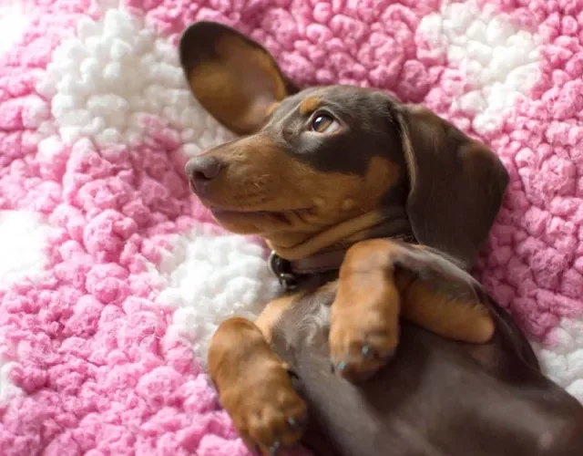 Dachshund filhote deitado em tapete rosa e branco