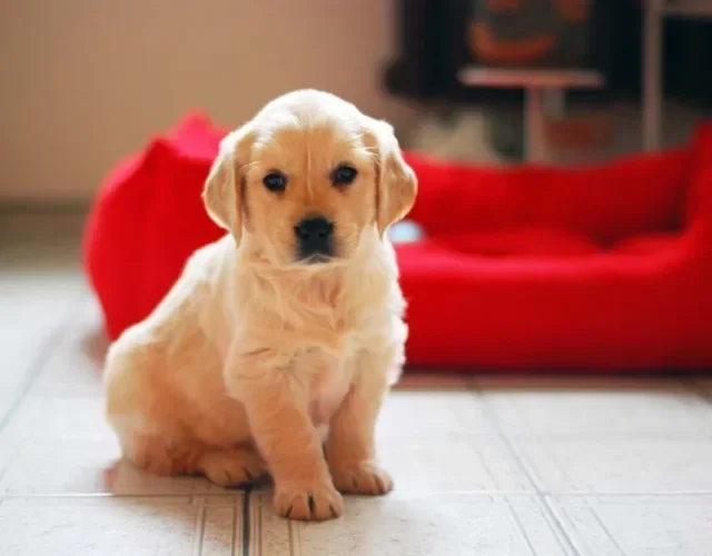 Golden Retriever filhote sentado com sofá vermelho de fundo