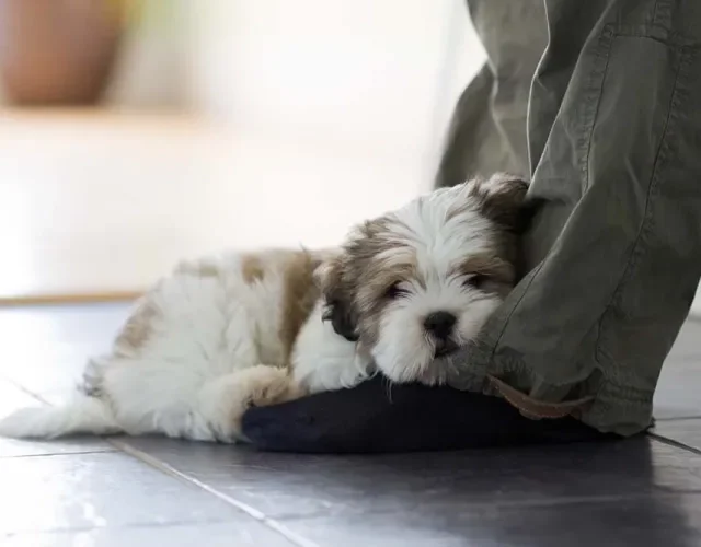 Cachorro Lhasa Apso filhote deitado no pé do dono