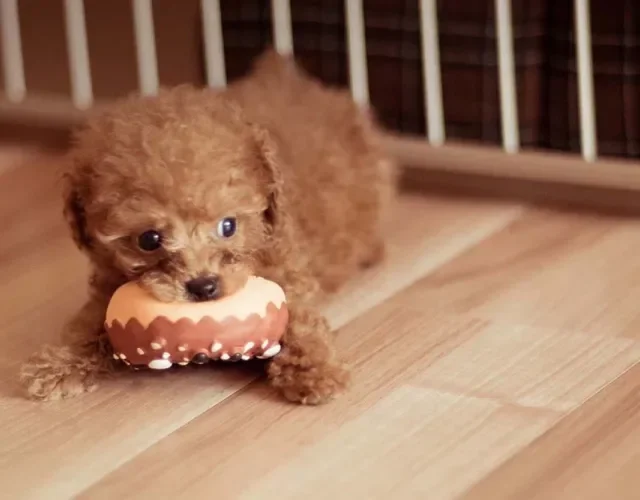Poodle filhote marrom com mordedor