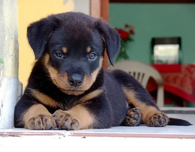 Rottweiler sentado na frente de casa
