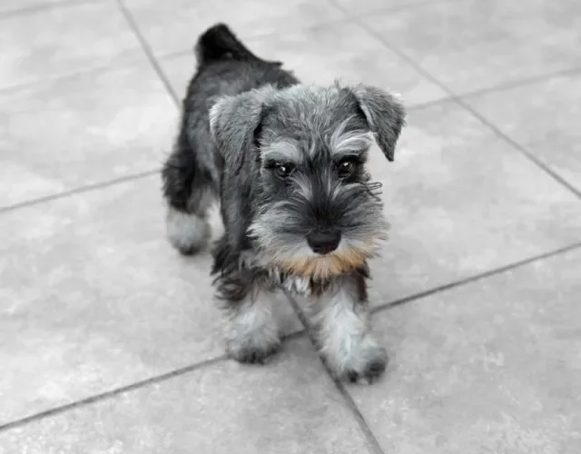 Schnauzer filhote andando