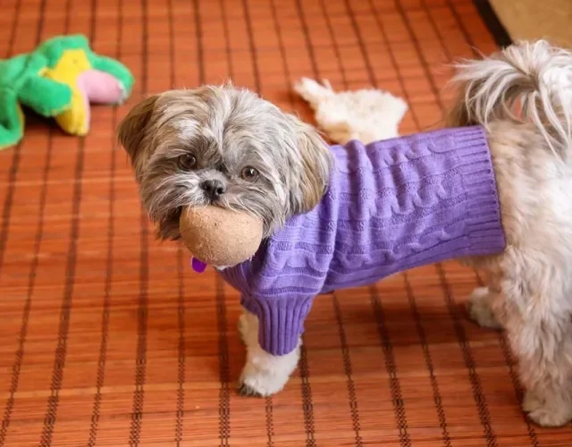 Shih Tzu filhote com roupinha lilás