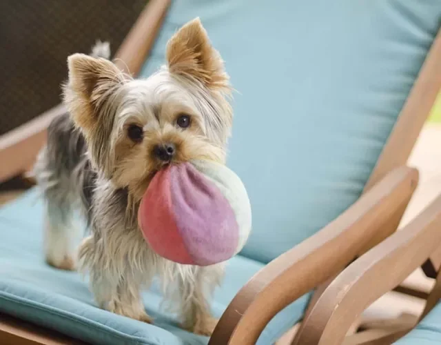 Yorkshire filhote brincando com bola