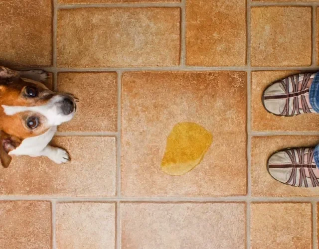 Todo tutor de um cãozinho passou, pelo menos uma vez, pela situação de encontrar xixi no lugar errado. A primeira coisa que você precisa fazer para corrigir isso é delimitar um espaço
