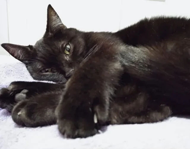 Marie adora tirar sonequinhas no colo e em cobertas bem quentinhas.