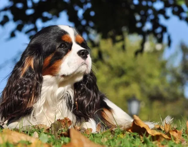  O Cavalier King James Spaniel é comportado como se fosse alguém da realeza