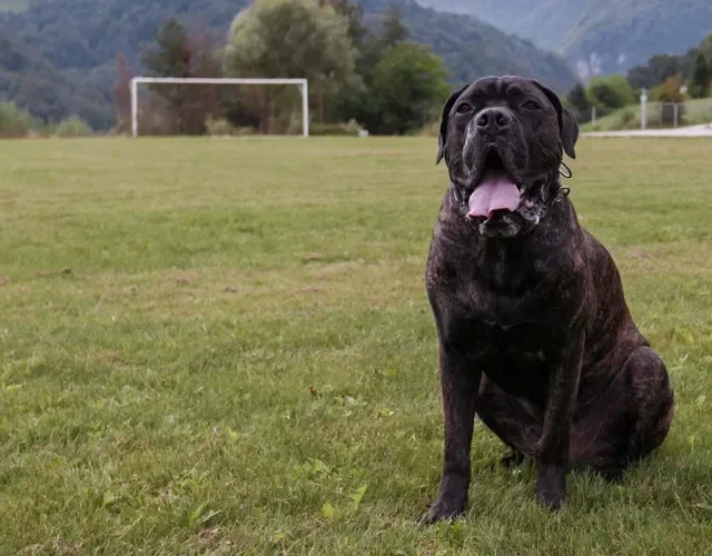 Cane Corso: a raça de cachorro preto ama aventuras