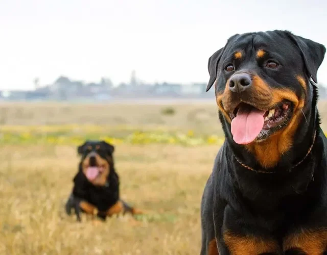 Raça de cachorro preto: o Rottweiler é muito querido