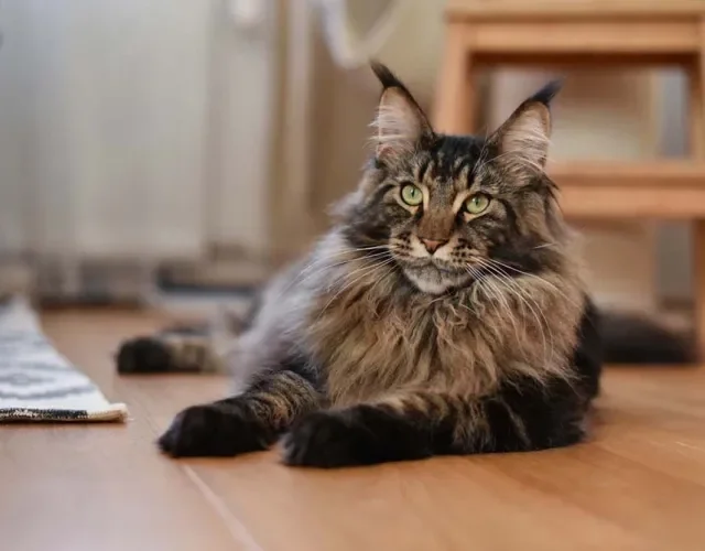 O Maine Coon é bastante sociável, mas às vezes também gosta de ficar sozinho