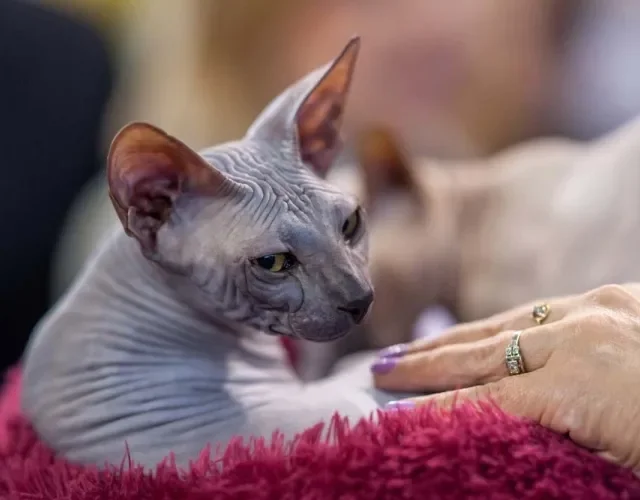 O Don Sphynx, ou Donskoy, não tem nenhum tipo de pelo em volta do seu corpo