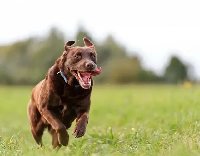 O Labrador é uma das raças de cachorro que se dá super bem com a corrida