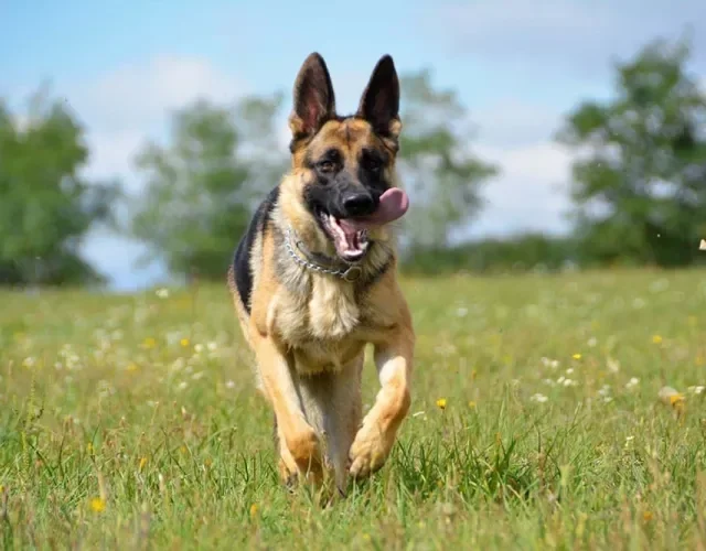 Cachorro correndo: o Pastor Alemão precisa de exercícios físicos intensos, e a corrida é uma boa opção