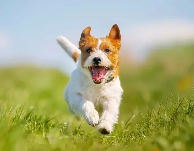 O Jack Russell Terrier tem um corpo atlético que é ideal para corridas