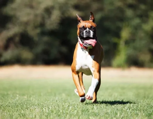 O Boxer e as corridas são uma combinação perfeita
