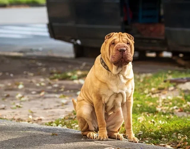 O cachorro SharPei é antigo e muito tranquilo de se conviver