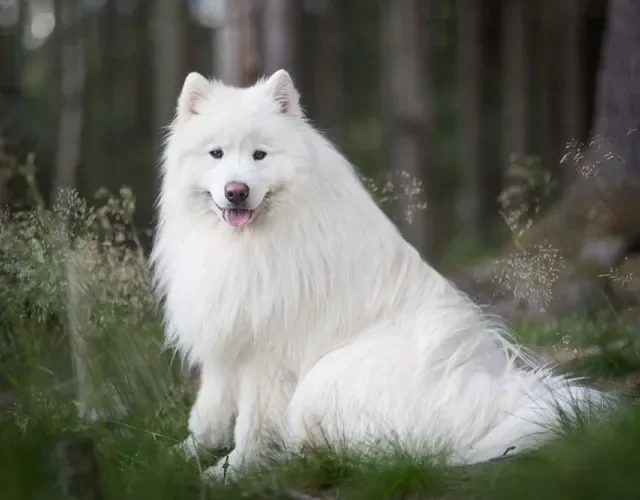 A raça Samoieda é da mesma região do Husky e é igualmente antiga