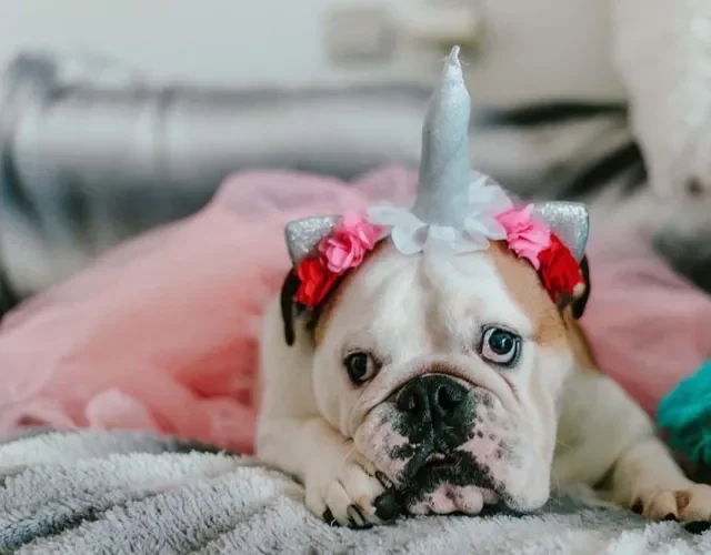 Um cãonicórnio faz sucesso aonde for