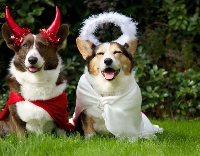 Mais uma ideia para dois cachorros fantasiados: anjinho e diabinho