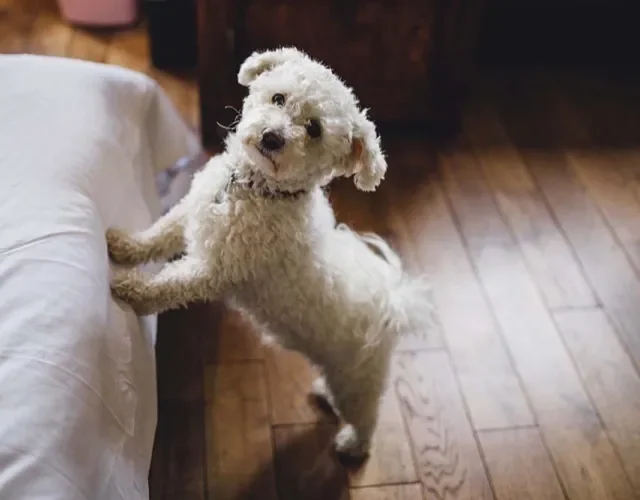 Apegados, os cães da raça Bichon Frisé precisam de atenção frequente