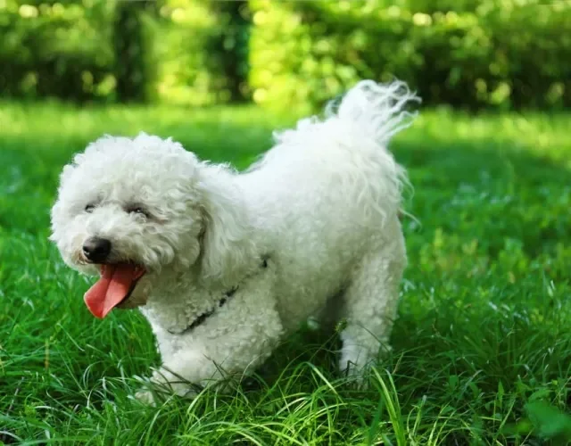 Disposição é o que não falta no Bichon Frisé Disposição é o que não falta no Bichon Frisé