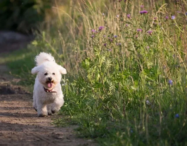 Caminhadas e corridas são um bom exercí­cio para o cão Bichon Frisé