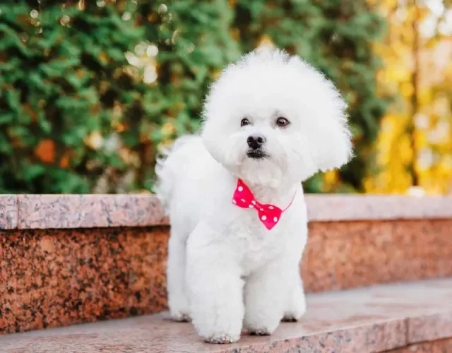 Acessórios podem deixar o Bichon Frisá ainda mais estilosos