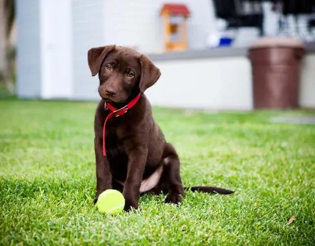 O cachorro Labrador filhote adora brincadeiras