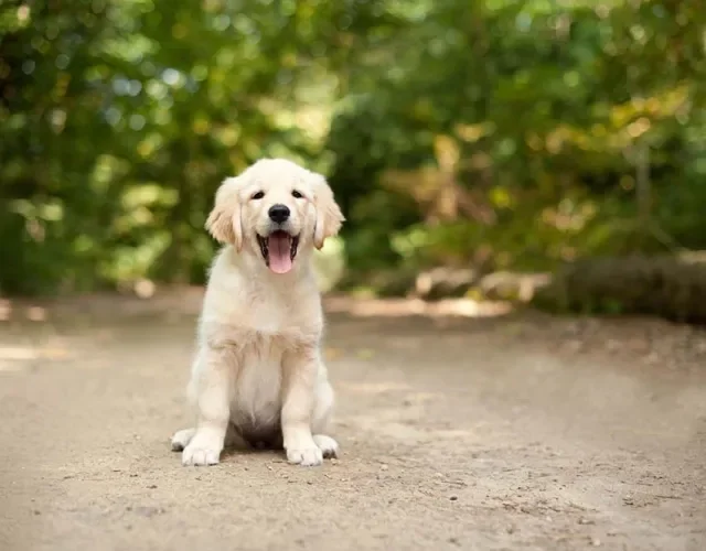 O Labrador filhote leva cerca de 2 anos pra atingir a fase adulta