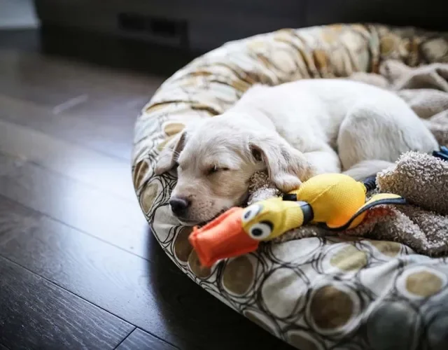 Labrador filhote dormindo deixa o coração muito quentinho