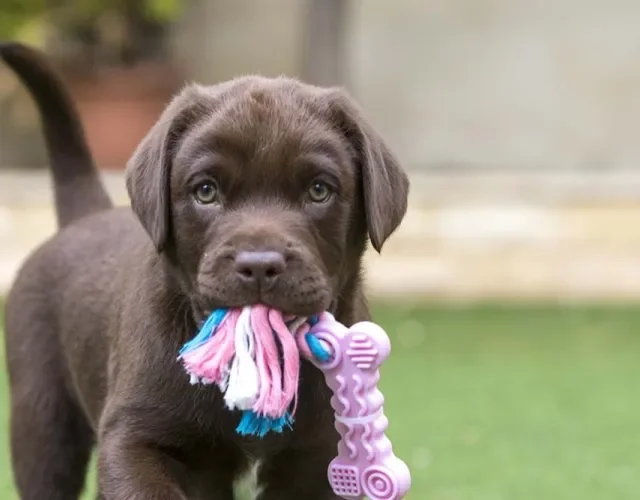 Labrador filhote: os mordedores são os brinquedos mais indicados para a raça