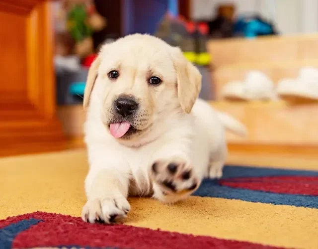 Quem aguenta com um Labrador filhote dando tchauzinho? É muito amor!