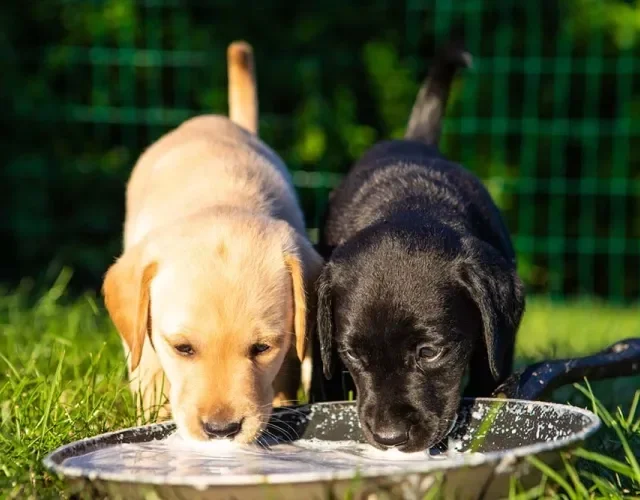 Além de comer, o cachorro Labrador filhote também precisa se manter hidratado