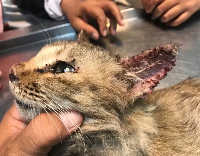 Ferida na orelha do gato também é uma marca da doença, que compromete toda a saúde e bem-estar do bichinho
