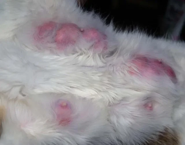 A mastite em gatas é bem visível e ocorre, principalmente, no pós-parto