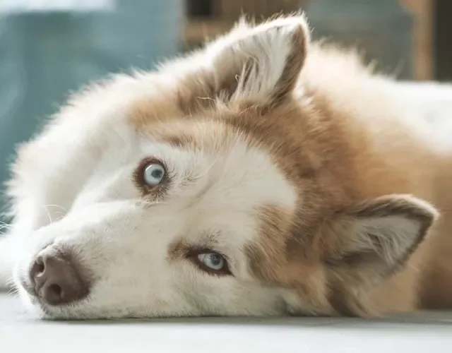 Husky: as cores areia com branco dão um charme enorme para o cãozinho