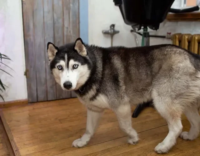 Husky: cores preto, branco e bege também podem vir mescladas, se assemelhando a um malhado