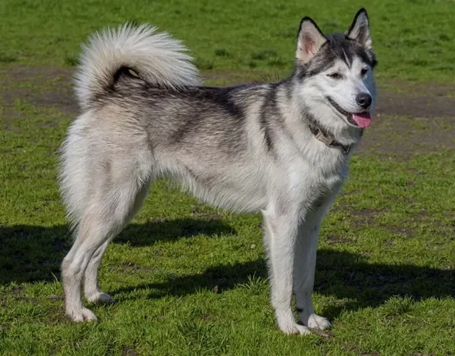 Prata e branco são outras possíveis cores de Husky Siberiano