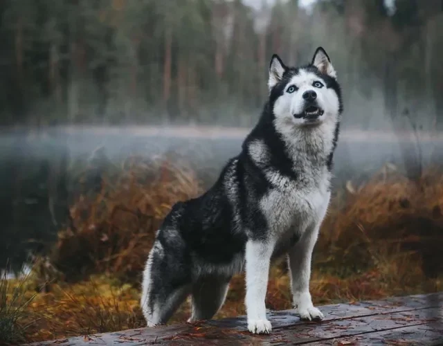 Cores de Husky Siberiano: o preto e branco é o clássico