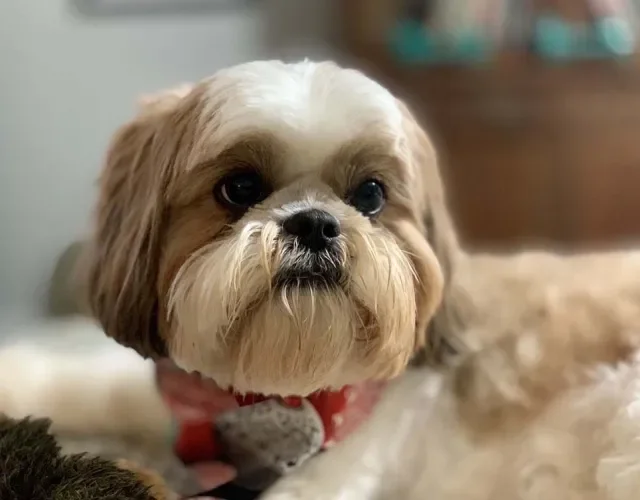 Tipos de pelagem de cachorro: o Shih Tzu tem pelos longos lisos