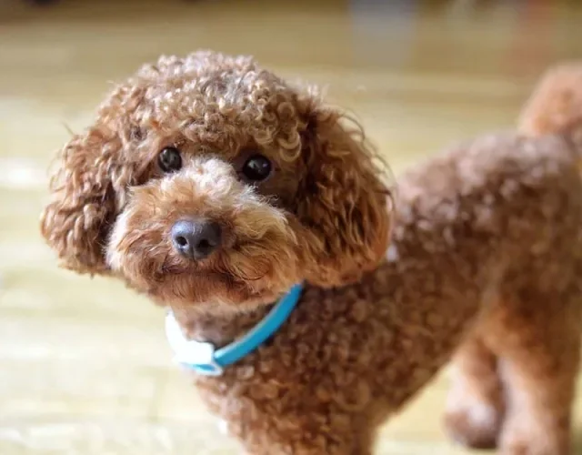 O Poodle tem um tipo de pelagem mais encaracolado