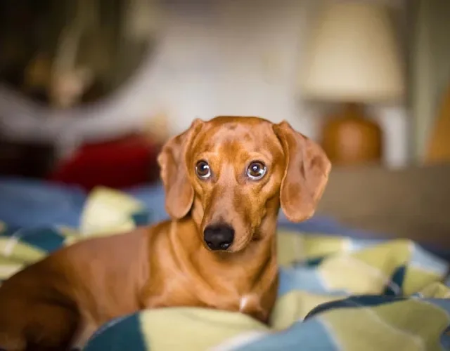 Os tipos de pelagem em cachorro da raça Dachshund podem variar, mas o pelo duro é o mais comum