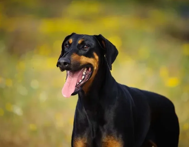 Latido de cachorro: o Doberman faz parte da lista de animais barulhentos